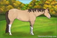 Horse Color:Amber Champagne 