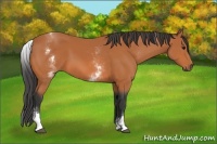 Horse Color:White Spotted Bay 