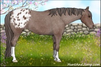 Horse Color:Bay Blanket 