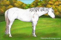 Horse Color:Chestnut Sabino 
