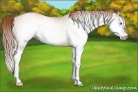 Horse Color:Gray Gold Champagne Splash 
