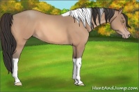Horse Color:Amber Champagne Tobiano 