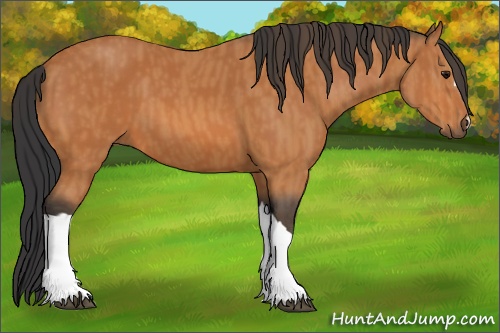 Horse Color: Bay  Brindle