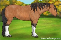 Horse Color:Bay  Brindle