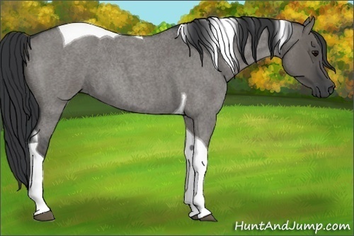 Horse Color:Grullo Roan Tobiano 