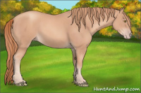 Horse Color:Gold Champagne 