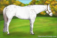 Horse Color:White Spotted Bay Dun Leopard Rabicano 
