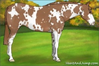 Horse Color:White Spotted Chestnut Sabino 