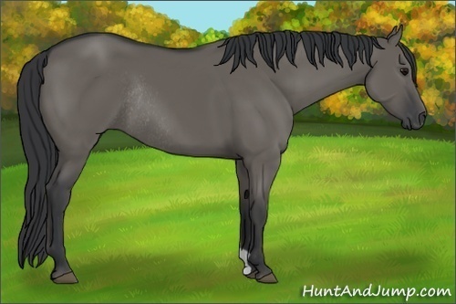 Horse Color:Grullo Rabicano