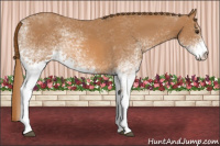Horse Color:White Spotted Chestnut 