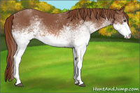 Horse Color:White Spotted Chestnut 