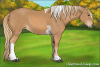 Horse Color:Chestnut Tobiano