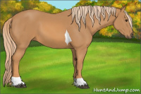 Horse Color:Chestnut Tobiano 