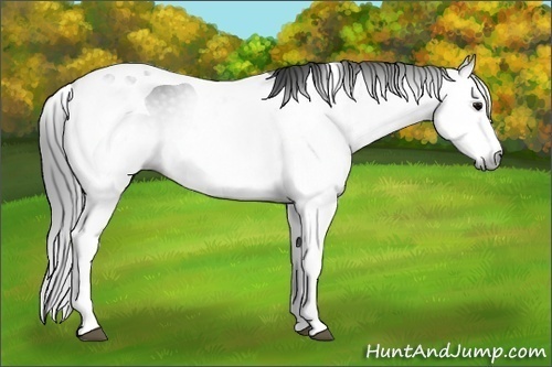 Horse Color:Gray Black Splash Tobiano 