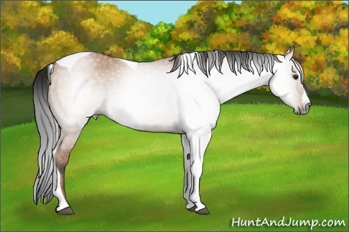 Horse Color:Gray Bay Dun Splash Tobiano
