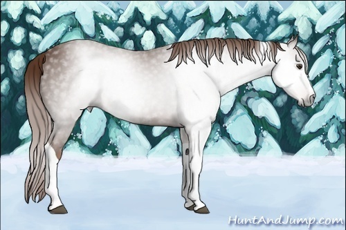 Horse Color:Gray Chestnut Splash Tobiano 