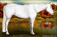 Horse Color:Gold Champagne Appaloosa 