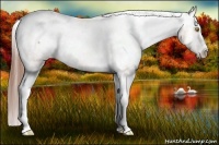 Horse Color:Amber Champagne Appaloosa 