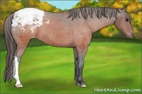 Horse Color:Brown Appaloosa