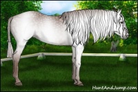 Horse Color:Gray Chestnut 