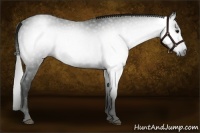 Horse Color:Gray Smoky Black 