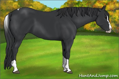 Horse Color: Black Splash Tobiano 