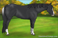 Horse Color:Black Splash Tobiano 