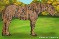 Horse Color:Black  Brindle