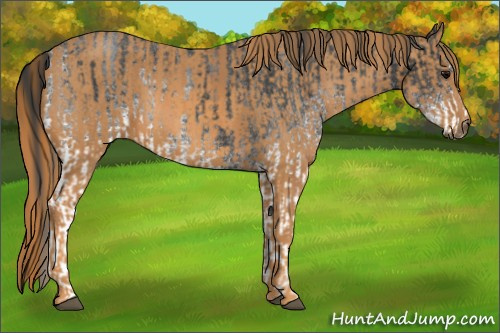 Horse Color: White Spotted Blue Roan Rabicano  Brindle