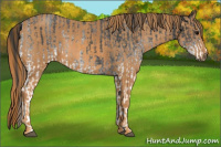 Horse Color:White Spotted Blue Roan Rabicano  Brindle