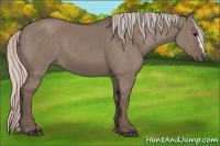 Horse Color:Silver Grullo 