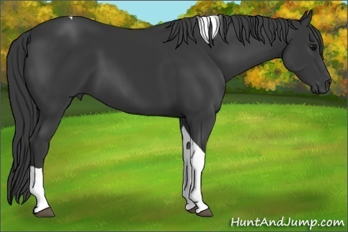 Horse Color:Black Tobiano 