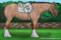 Horse Color:Bay Roan 
