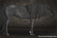 Horse Color:Black  Brindle