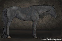 Horse Color:Black  Brindle