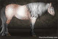 Horse Color:Gray Bay 