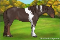 Horse Color:Liver Chestnut Sabino Tobiano 