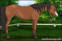 Horse Color:Bay 