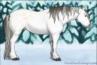 Horse Color:Gray White Spotted Buckskin Roan Frame Near Leopard Rabicano 