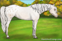 Horse Color:Silver Bay Dun Appaloosa 