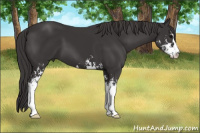 Horse Color:Smoky Black Sabino 