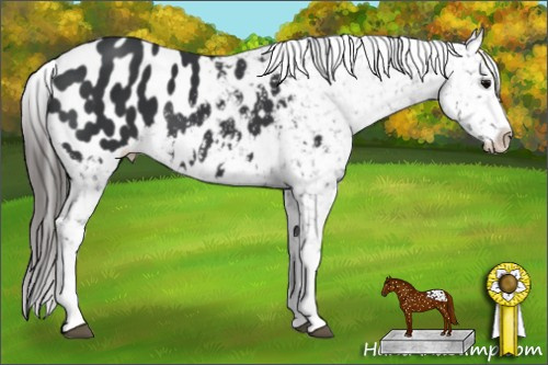Horse Color: Brown Blanket 