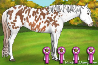 Horse Color:Liver Chestnut Blanket 