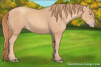 Horse Color:Gold Champagne 