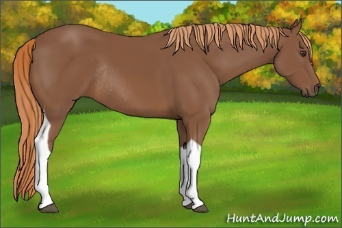 Horse Color:Chestnut Tobiano Rabicano 