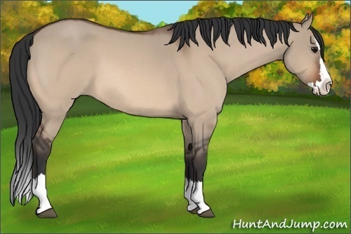 Horse Color:Unknown 