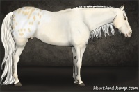Horse Color:Palomino Appaloosa 