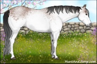 Horse Color:Gray White Spotted Bay 