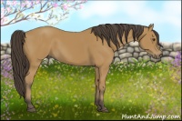 Horse Color:Buckskin 