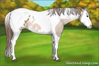 Horse Color:Bay Dun Splash Tobiano Appaloosa 